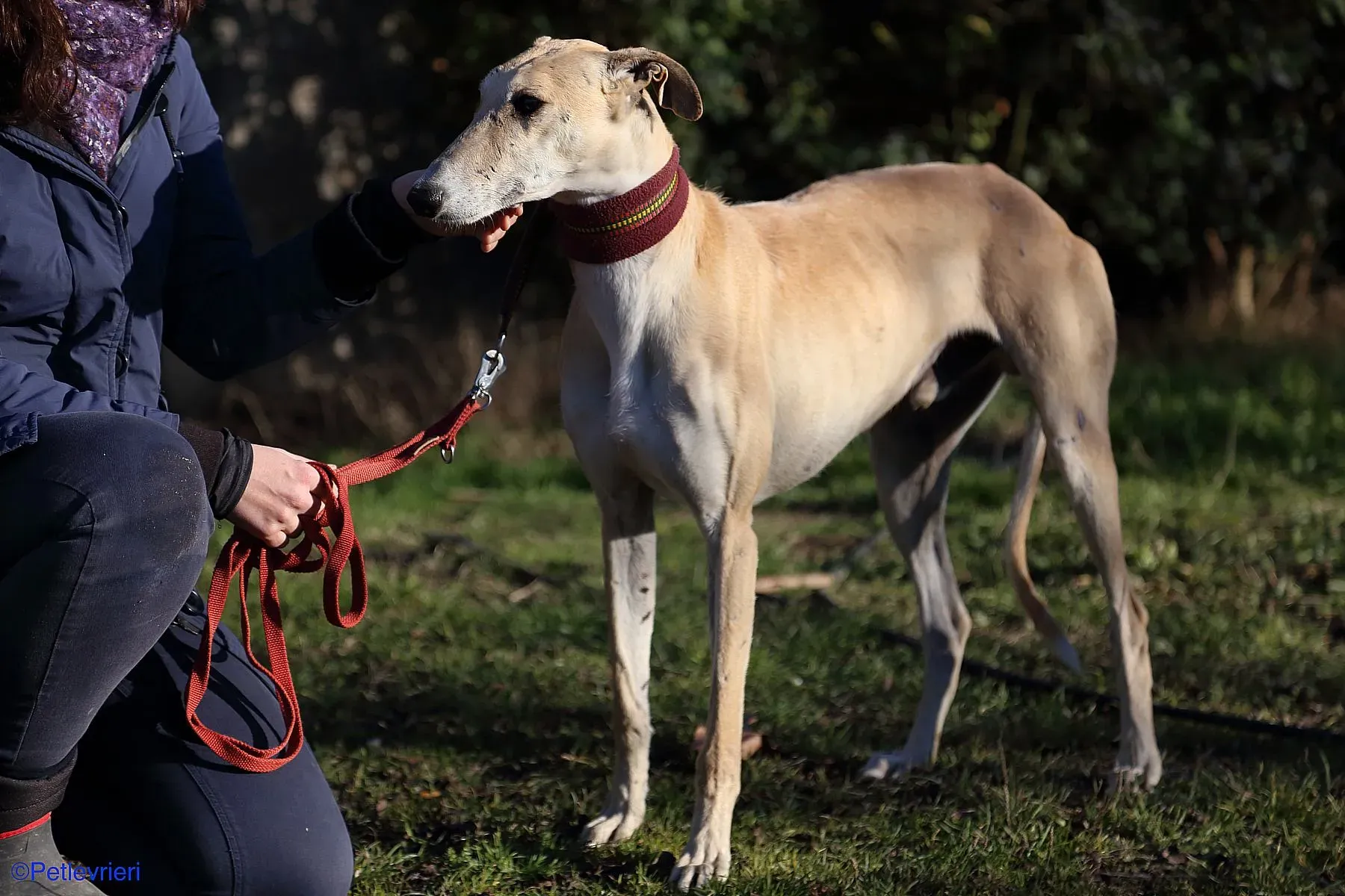 Caramello adozione levrieri galgo 04 2