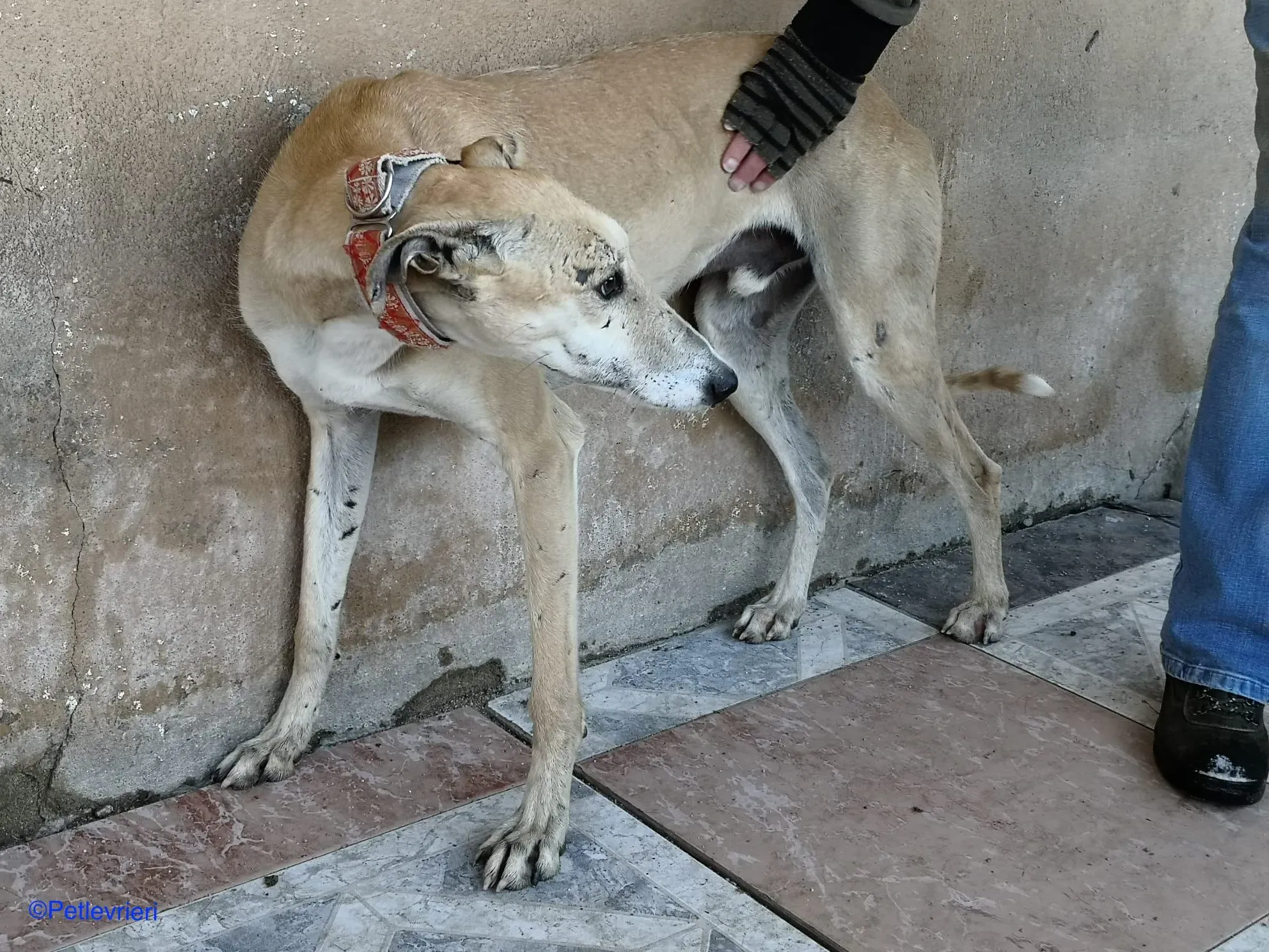 Caramello adozione levrieri galgo 05