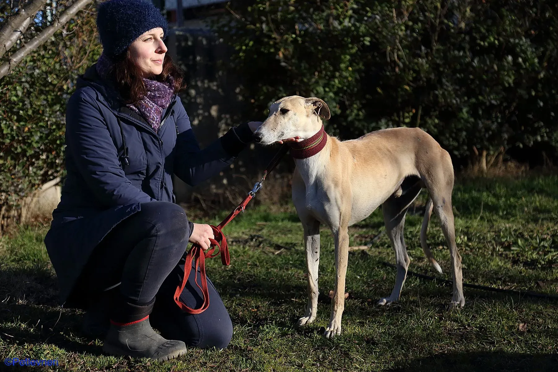 Caramello adozione levrieri galgo 06 2