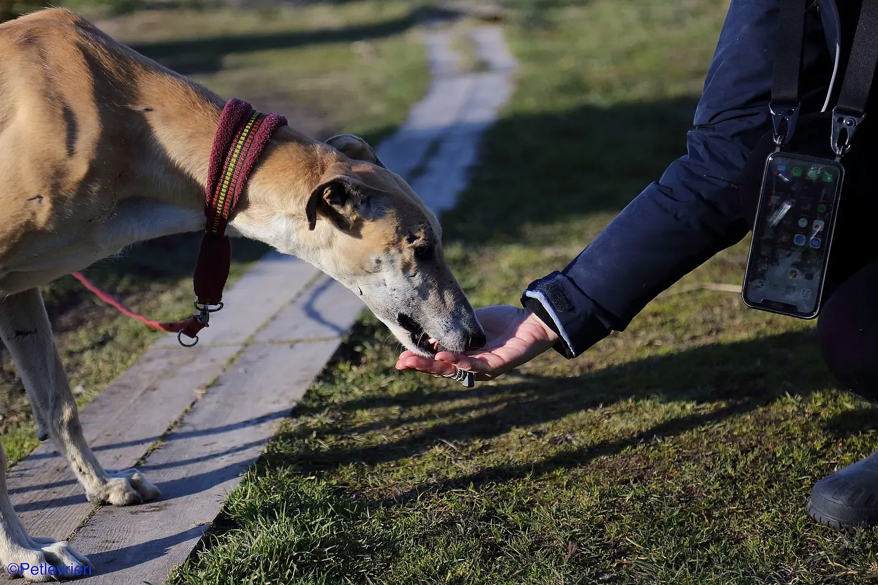 Caramello adozione levrieri galgo 08