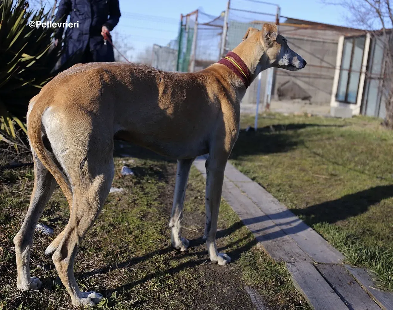 Caramello adozione levrieri galgo 09