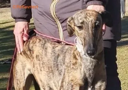 Careta galgo adozione pet levrieri onlus 1