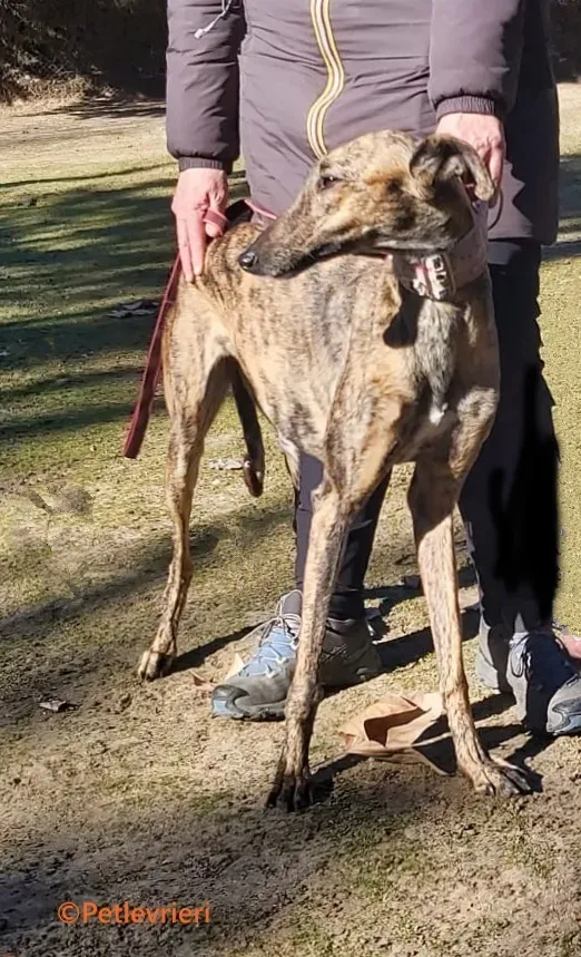 Careta galgo adozione pet levrieri onlus 2