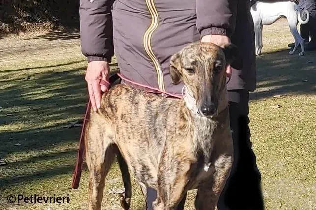 Careta galgo adozione pet levrieri onlus 3