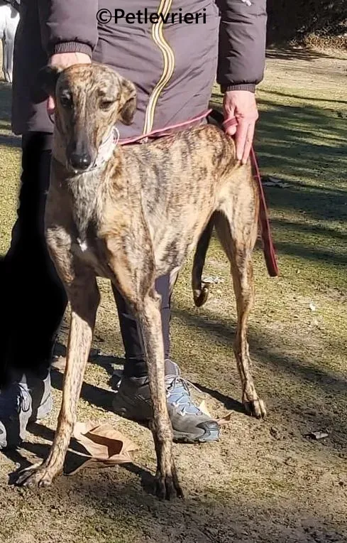 Careta galgo adozione pet levrieri onlus 5