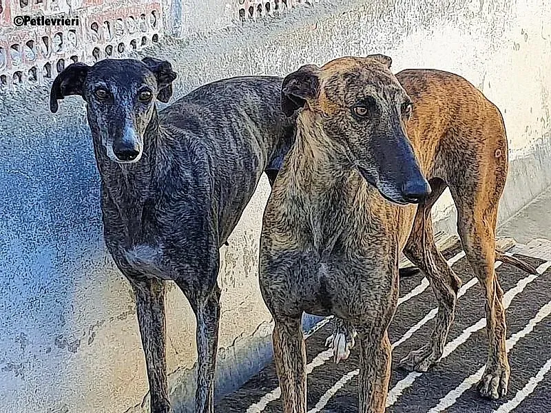 Carlitos adozione levrieri galgo 1 2