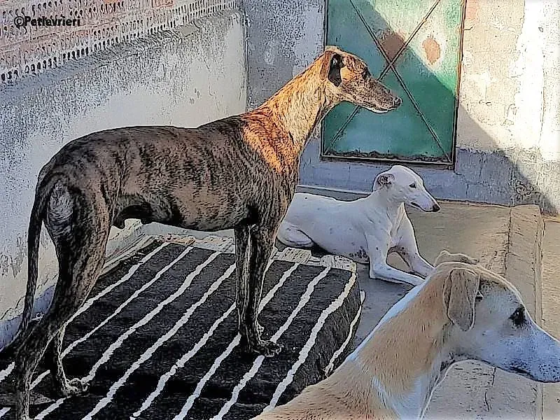 Carlitos adozione levrieri galgo 2 1