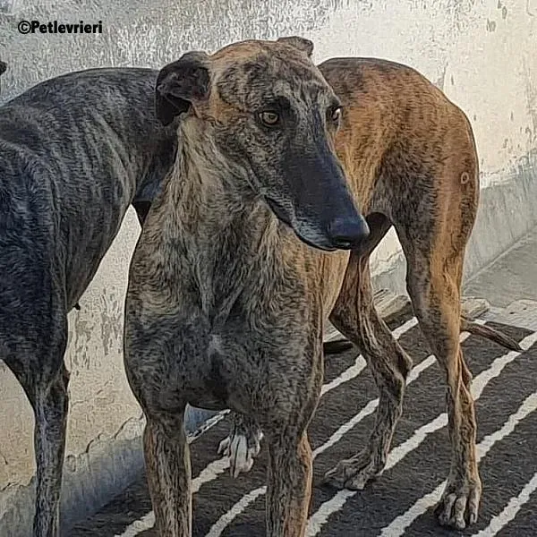 Carlitos adozione levrieri galgo 4 1