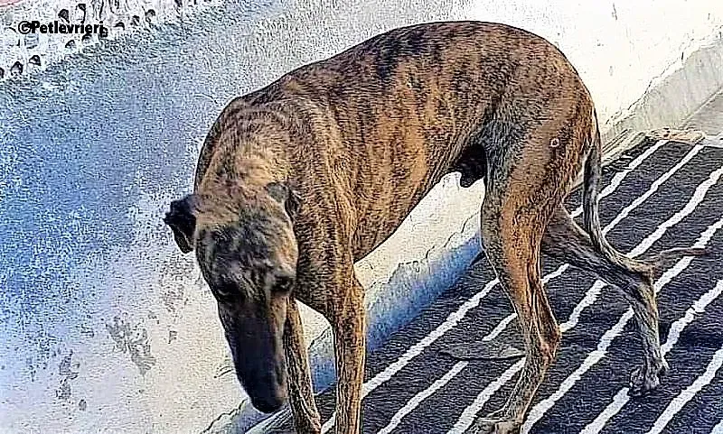 Carlitos adozione levrieri galgo 6 1