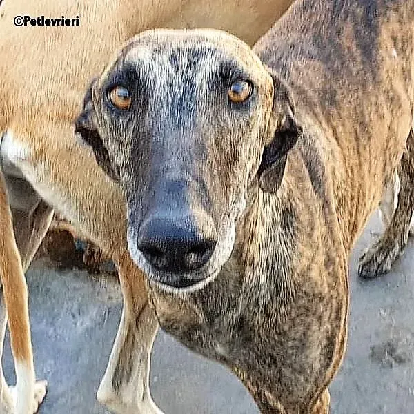 Carlitos adozione levrieri galgo 7 1