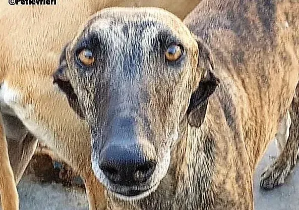 Carlitos adozione levrieri galgo 8