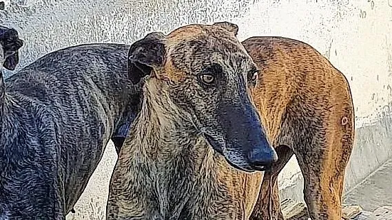 Carlitos adozione levrieri galgo 9