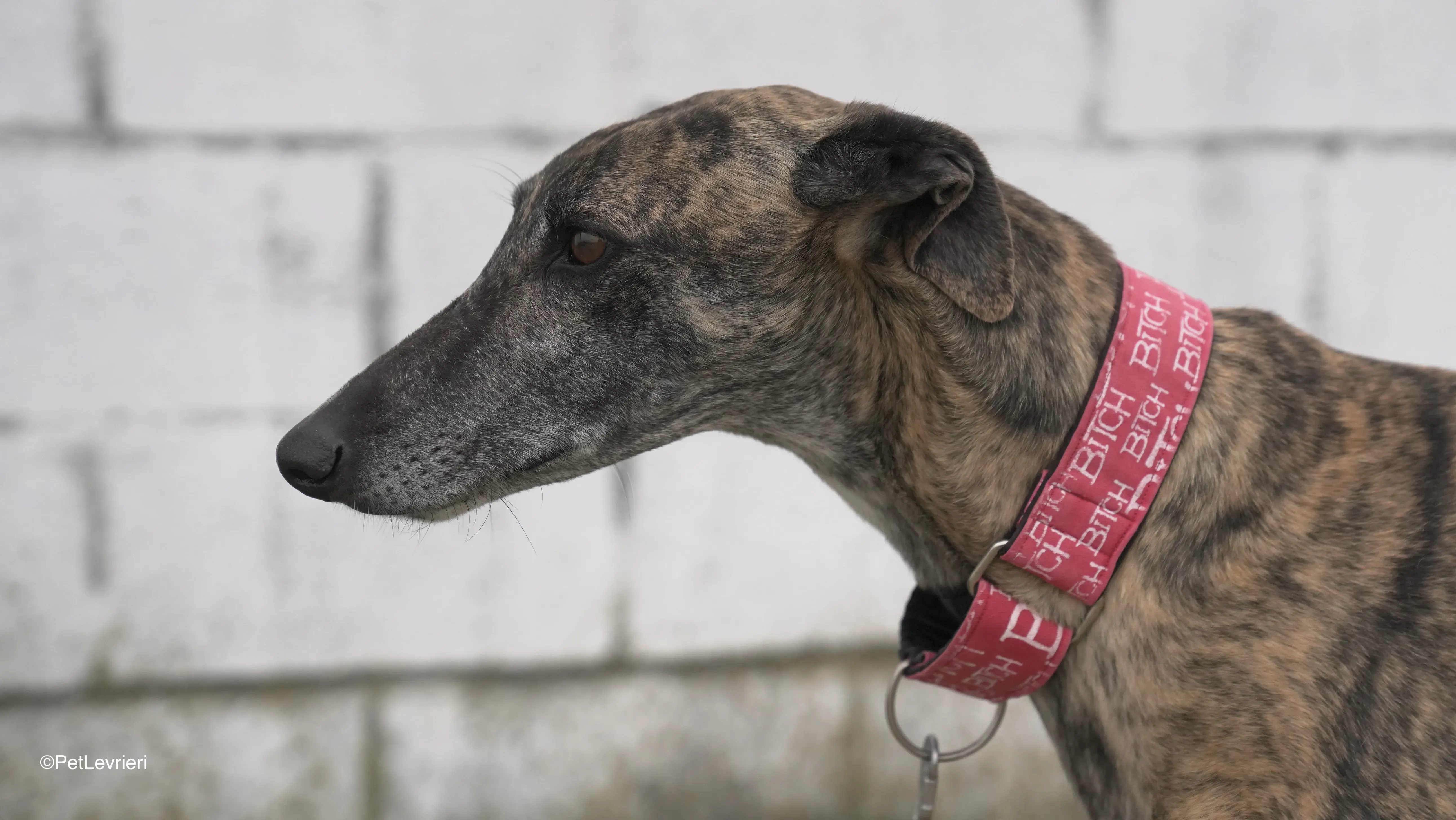 Carlota adozione galgo .pet levrieri 13