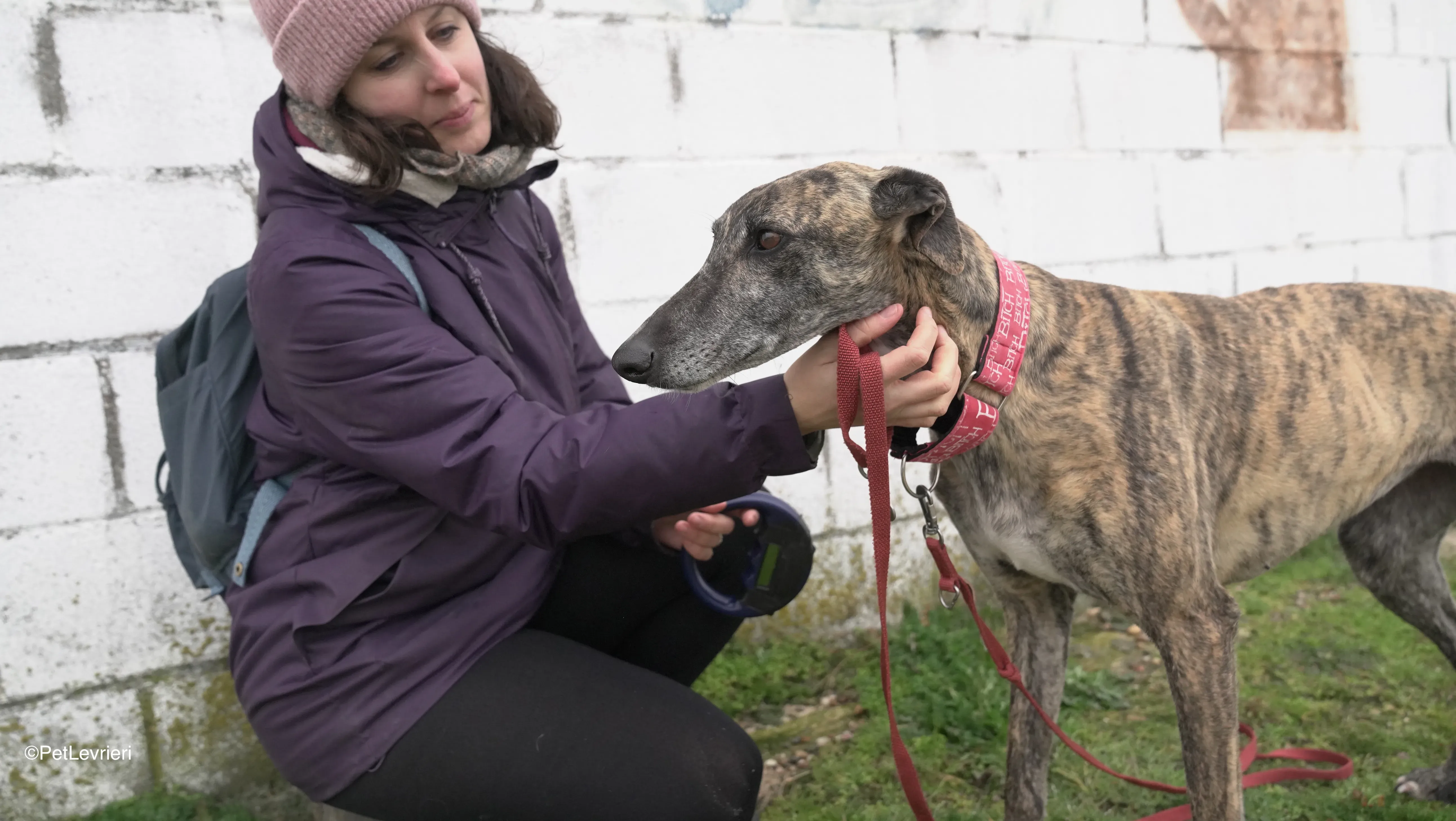 Carlota adozione galgo pet levrieri 1
