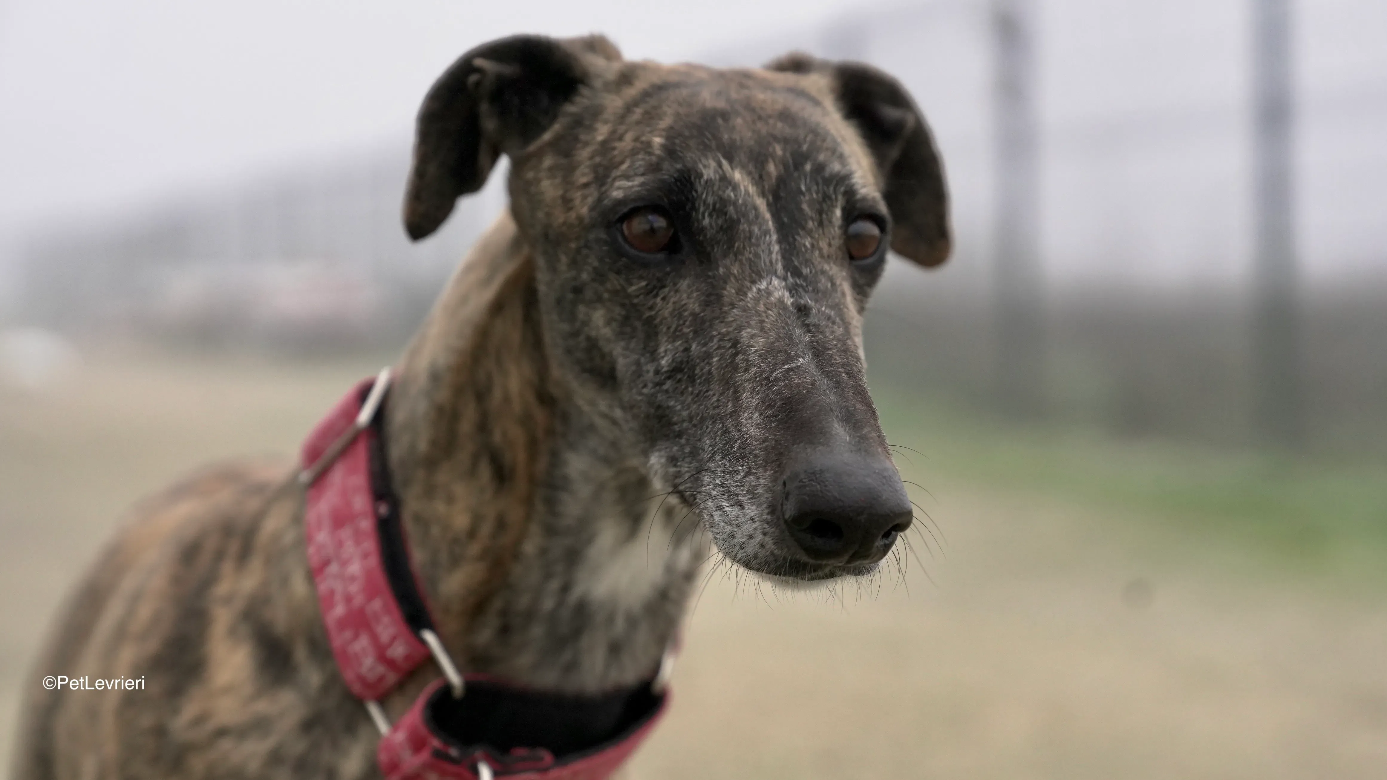 Carlota adozione galgo pet levrieri 10