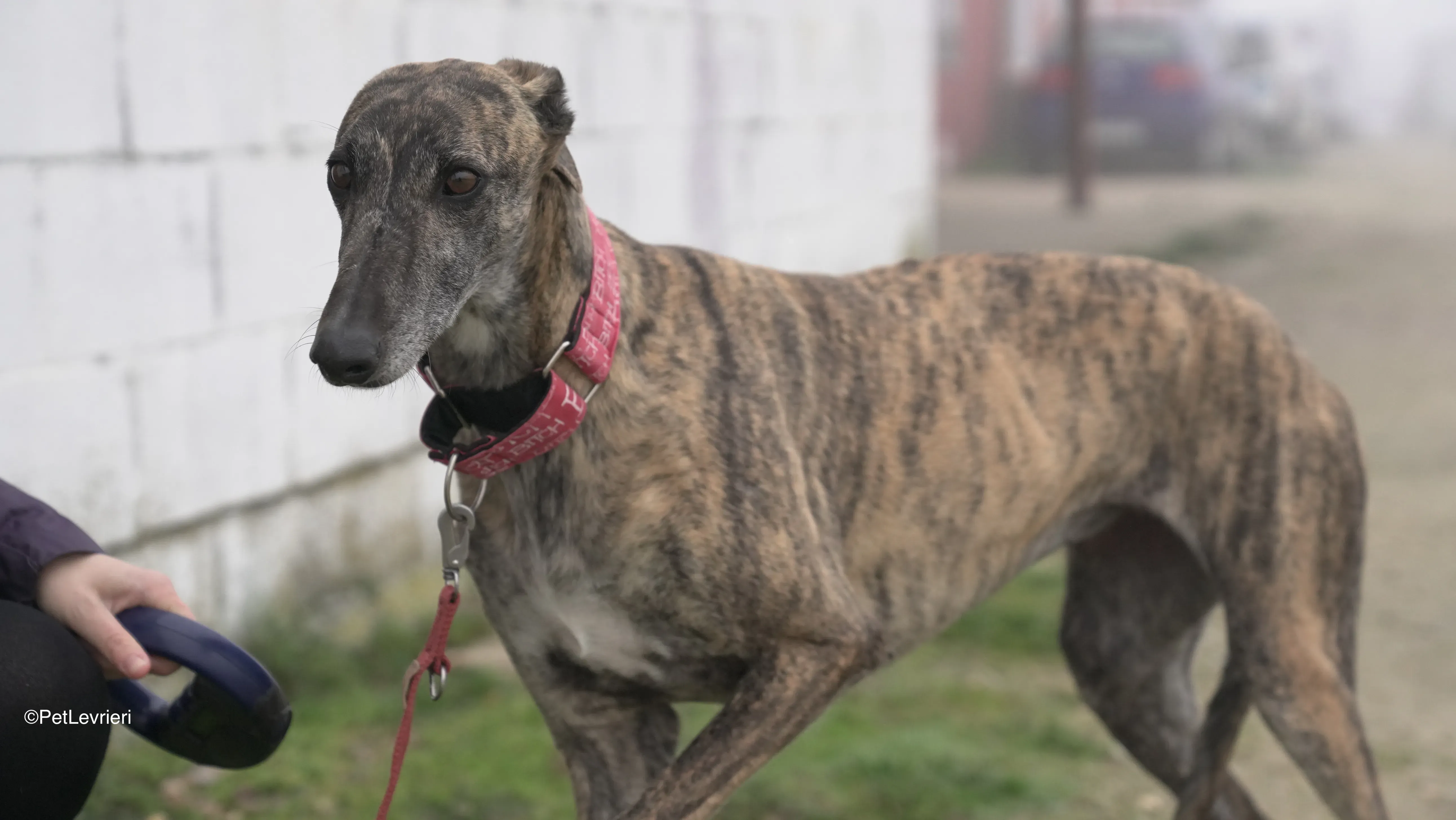 Carlota adozione galgo pet levrieri 11