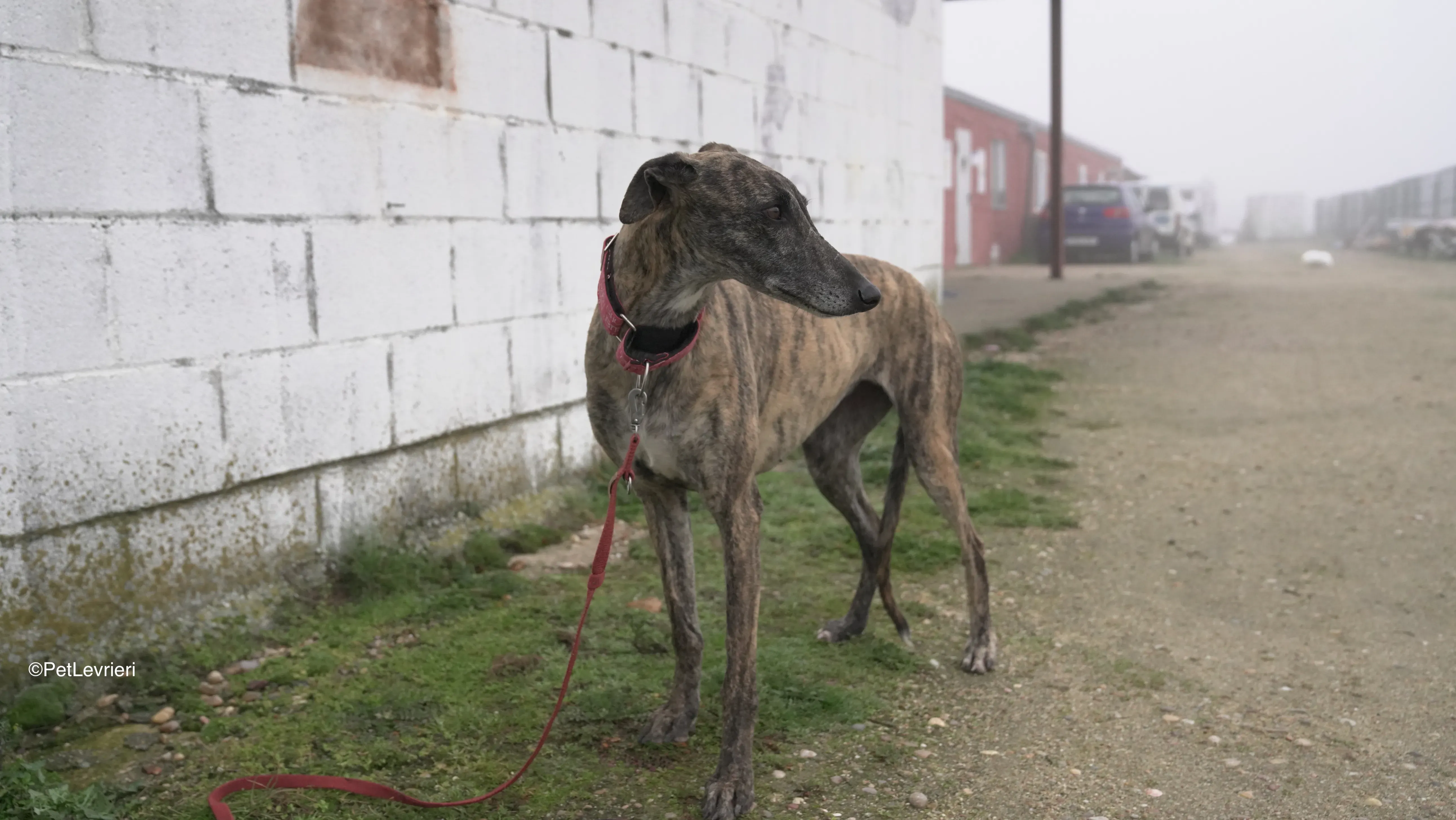 Carlota adozione galgo pet levrieri 12