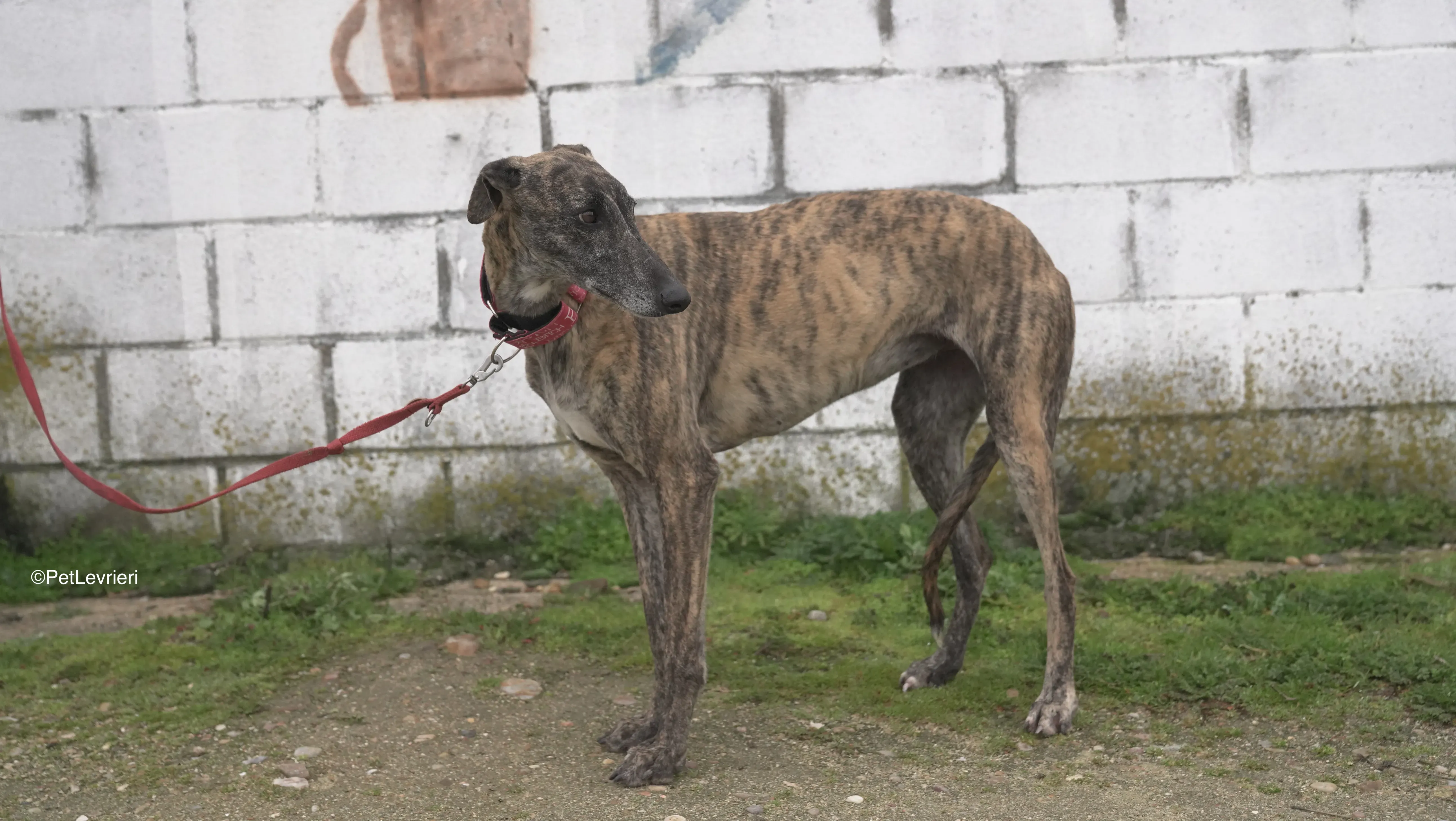 Carlota adozione galgo pet levrieri 14