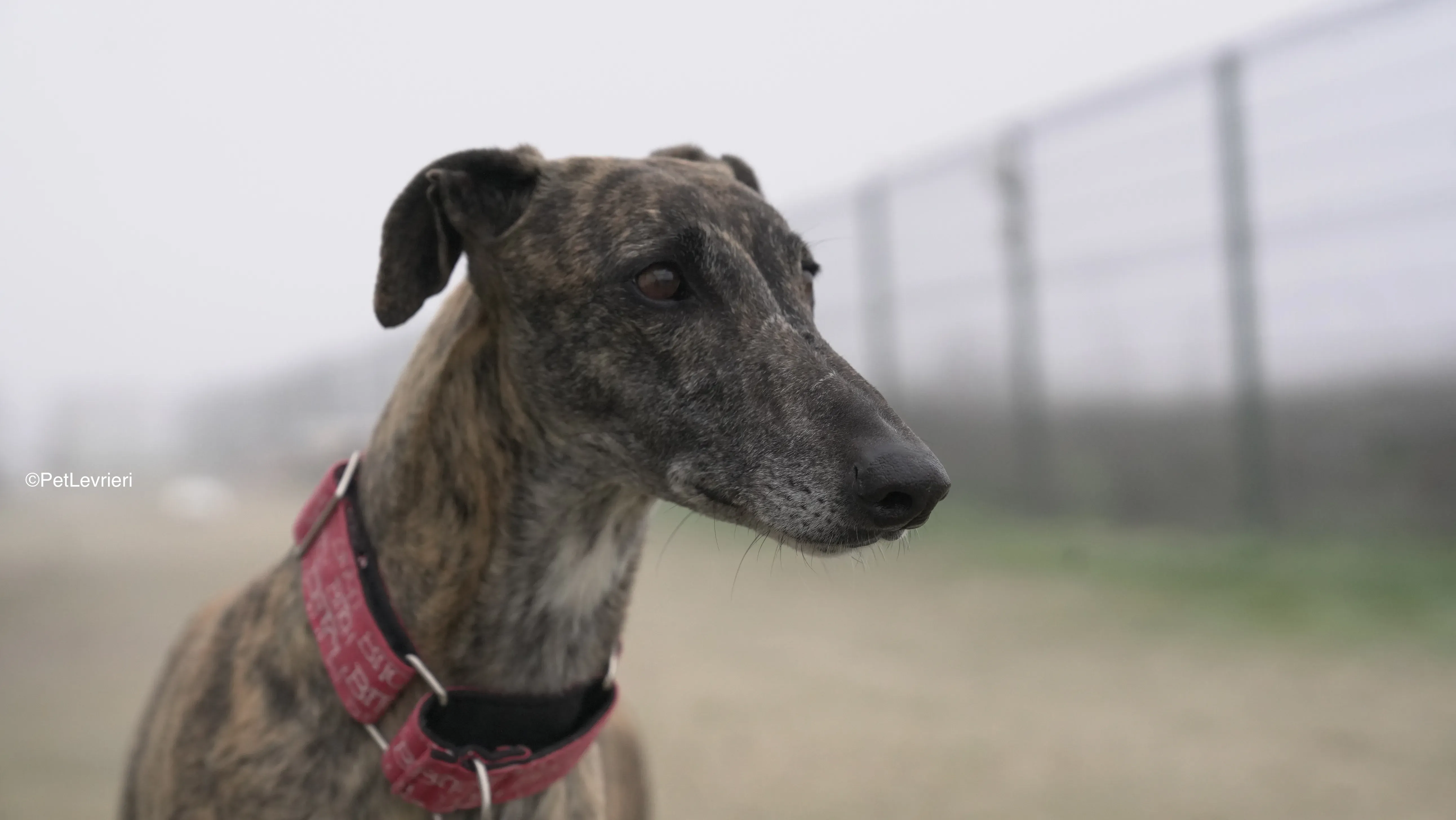 Carlota adozione galgo pet levrieri 15