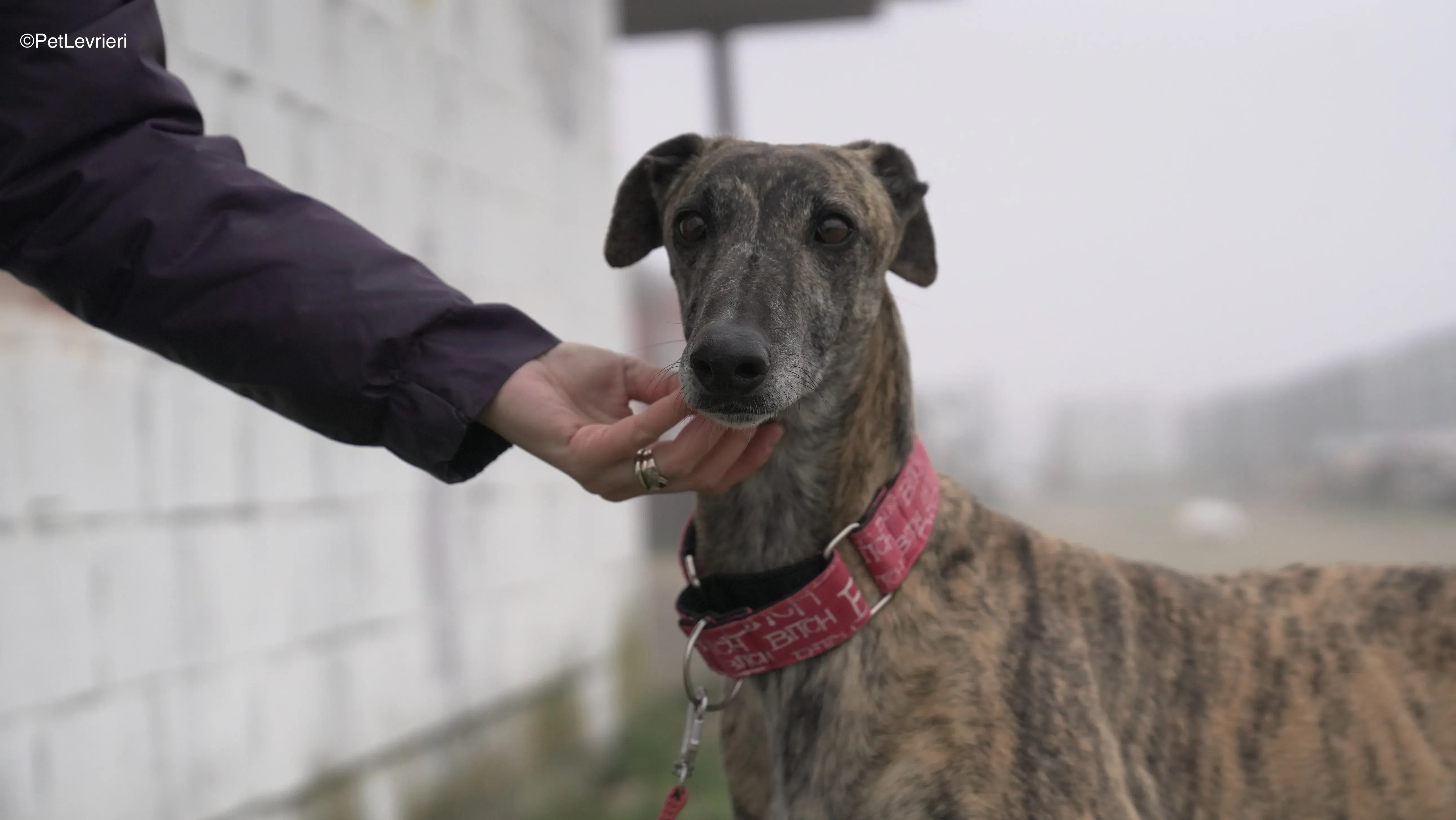 Carlota adozione galgo pet levrieri 16