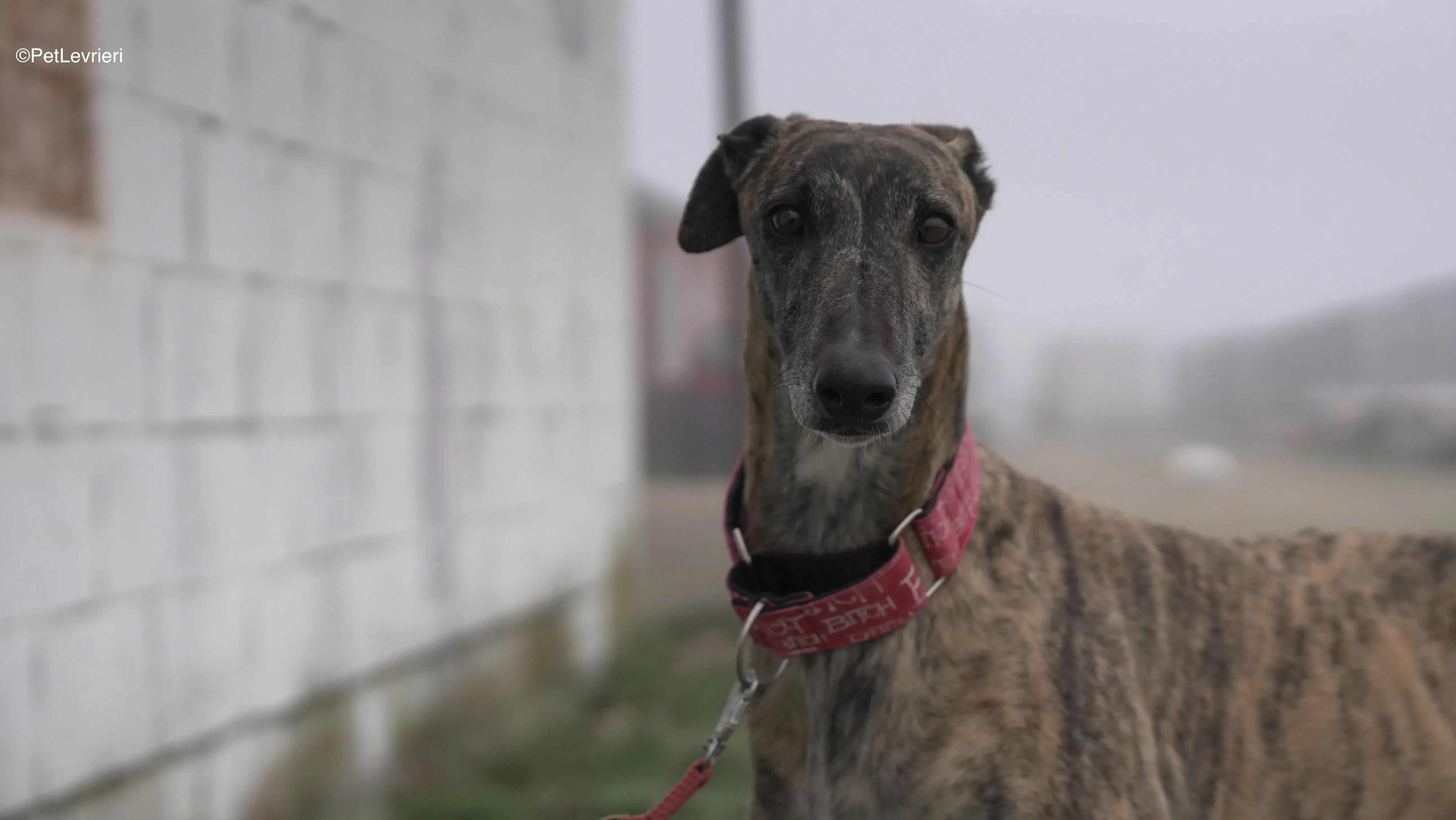 Carlota adozione galgo pet levrieri 17