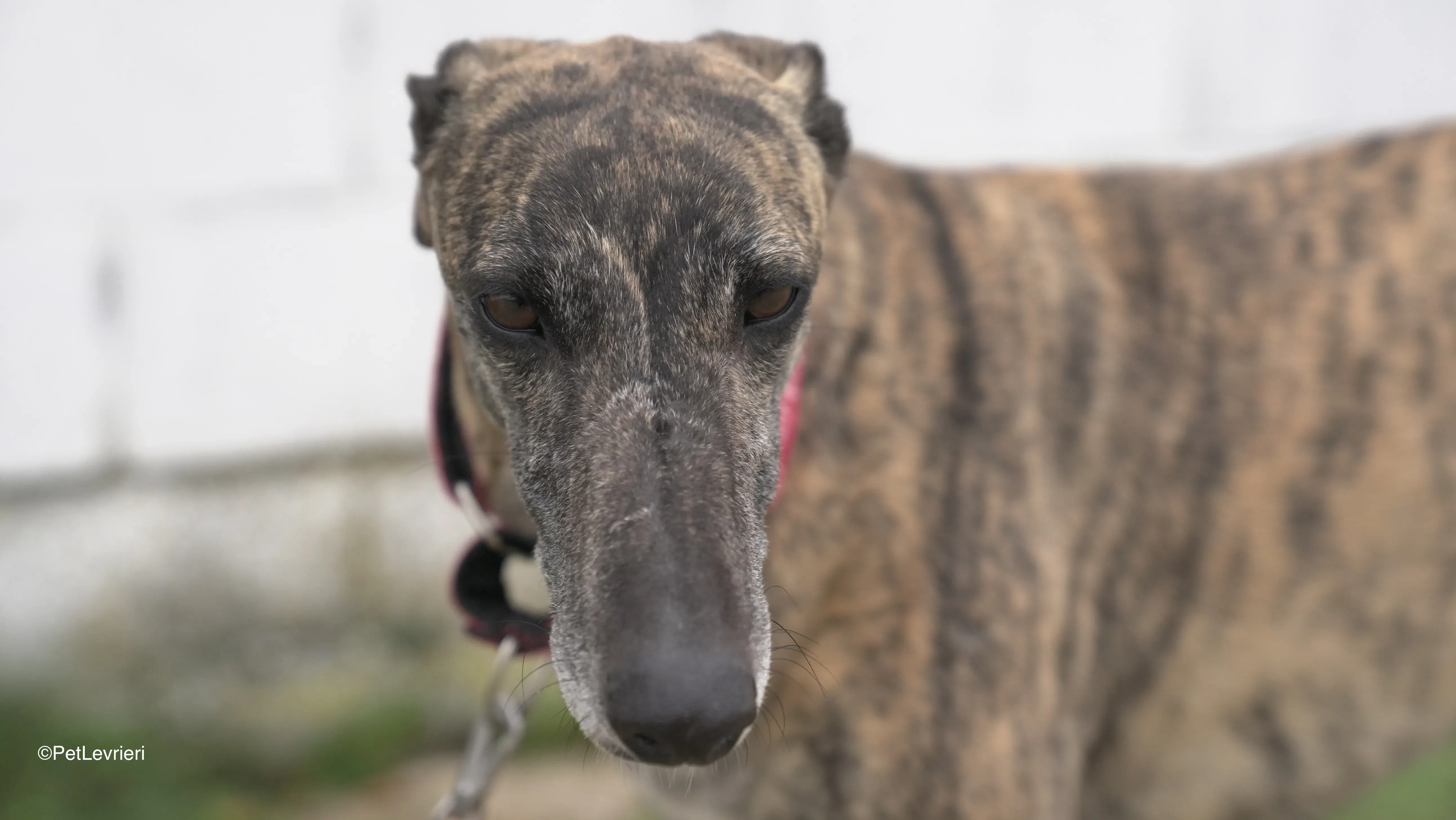 Carlota adozione galgo pet levrieri 2