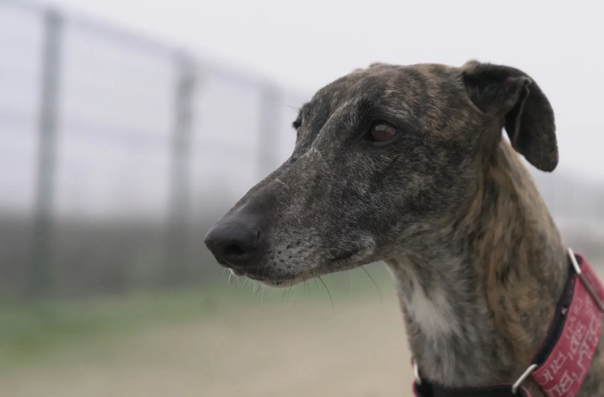 Carlota adozione galgo pet levrieri 3 scaled e1711622513165