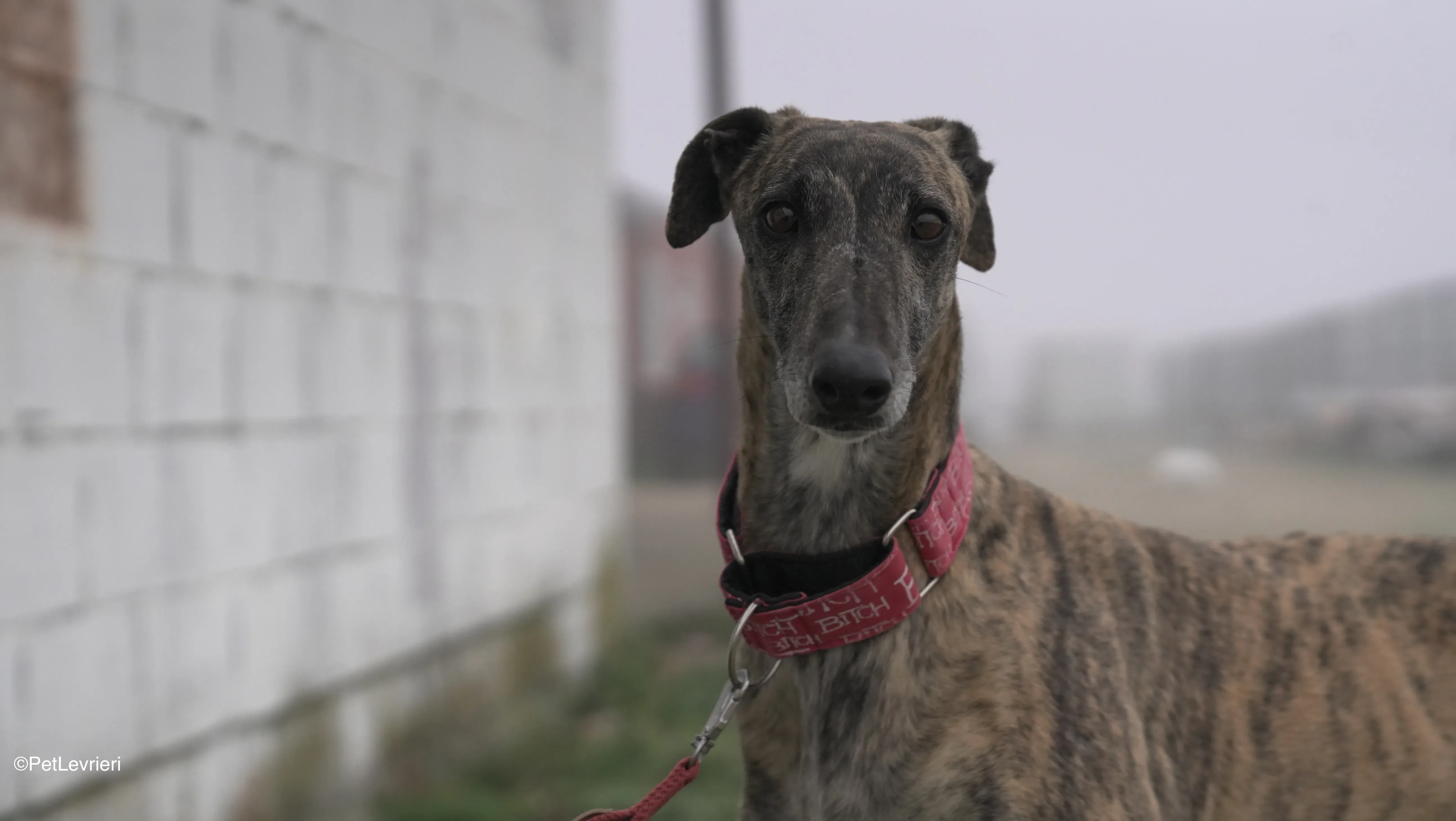 Carlota adozione galgo pet levrieri 4