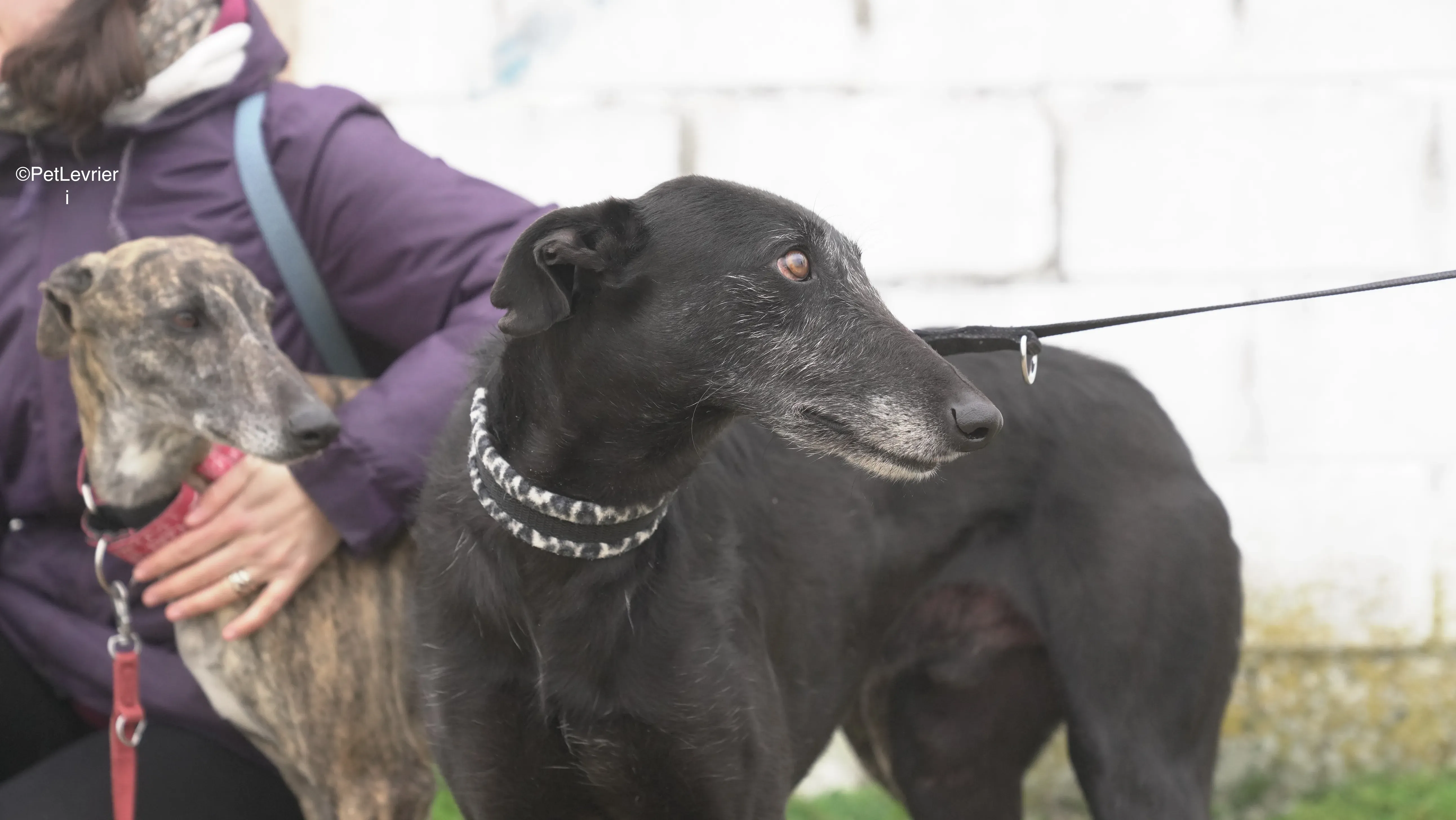 Carlota adozione galgo pet levrieri 5