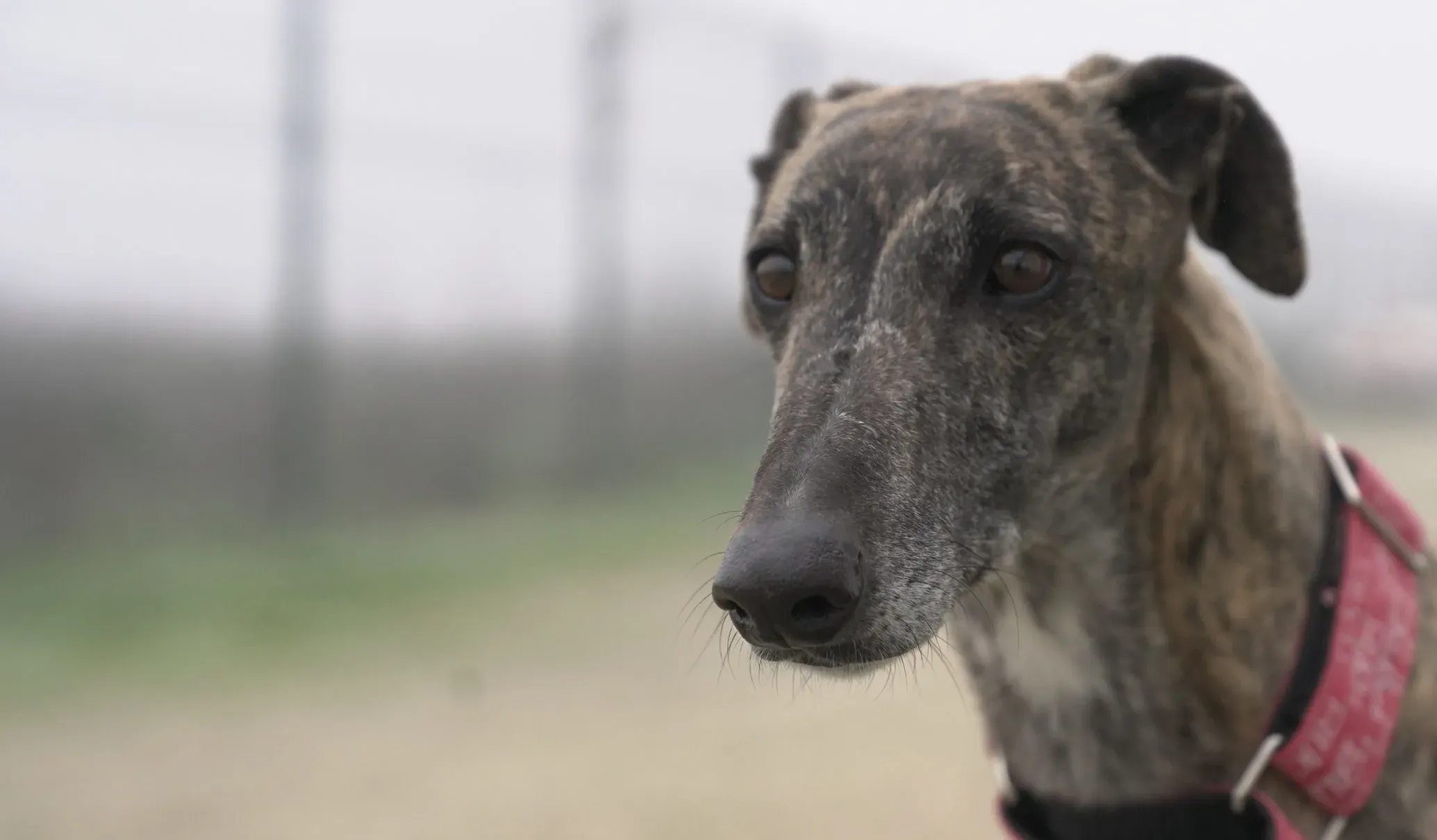 Carlota adozione galgo pet levrieri 6 scaled e1711622771892