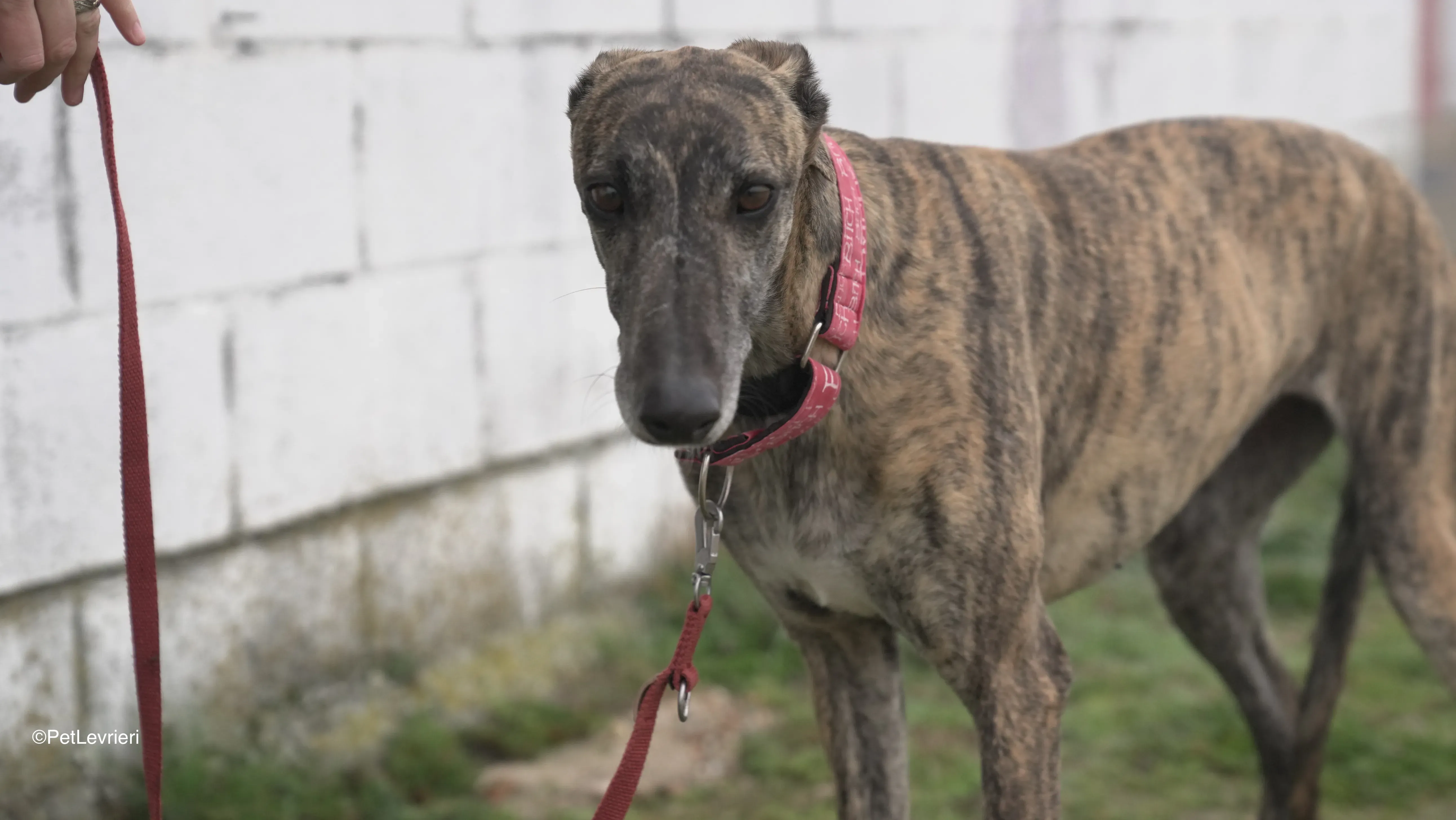 Carlota adozione galgo pet levrieri 7