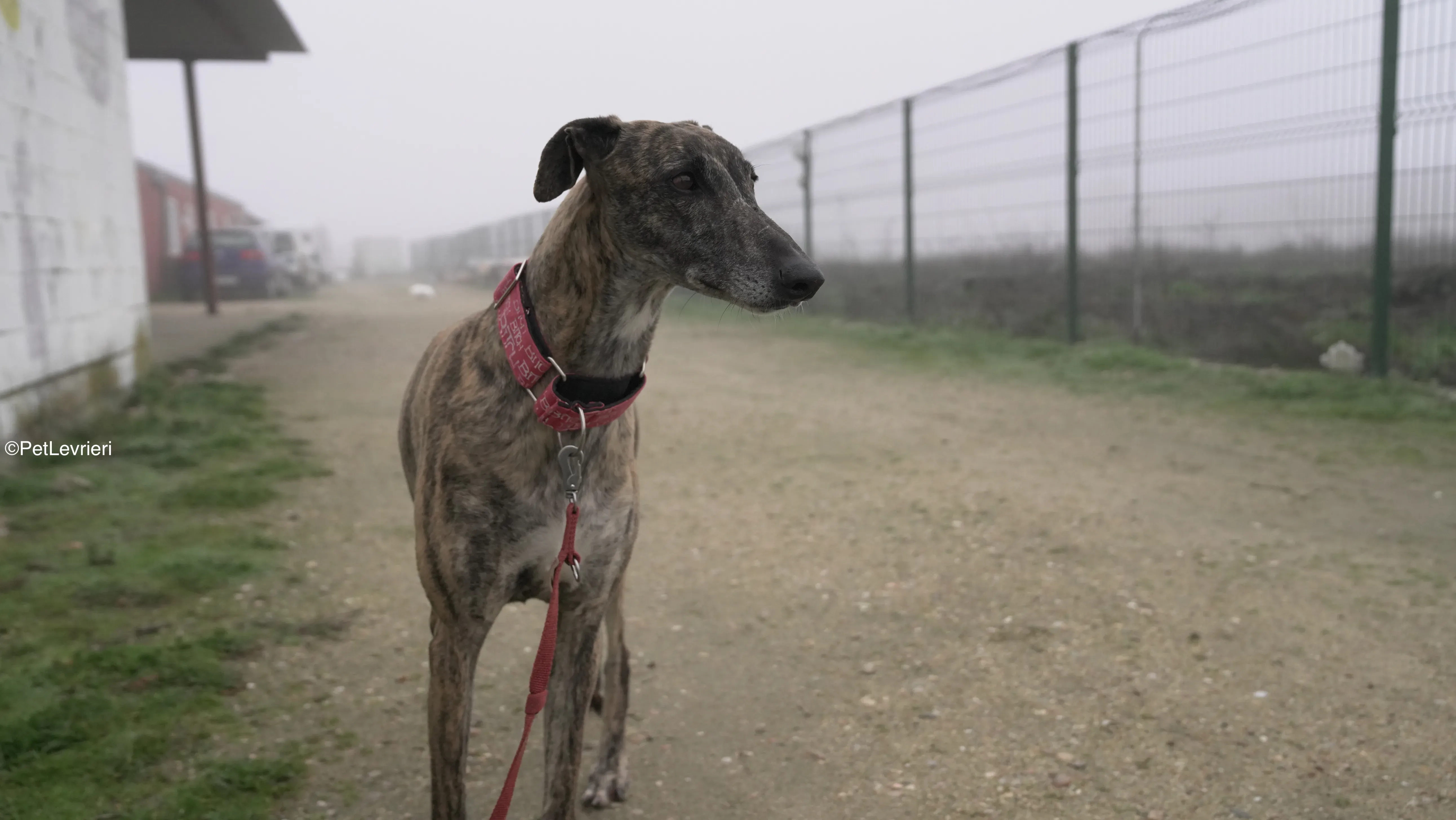 Carlota adozione galgo pet levrieri 8