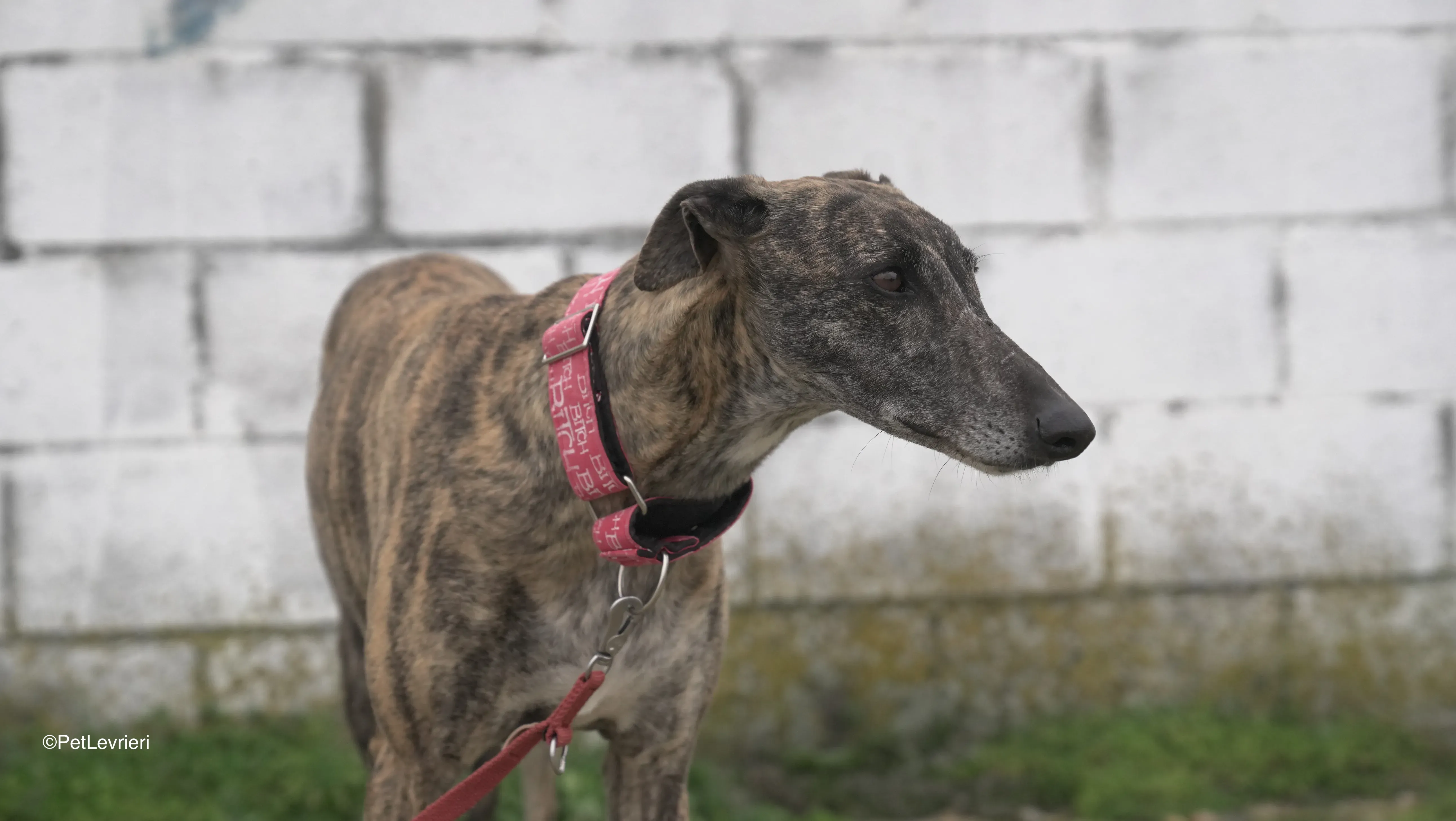 Carlota adozione galgo pet levrieri 9