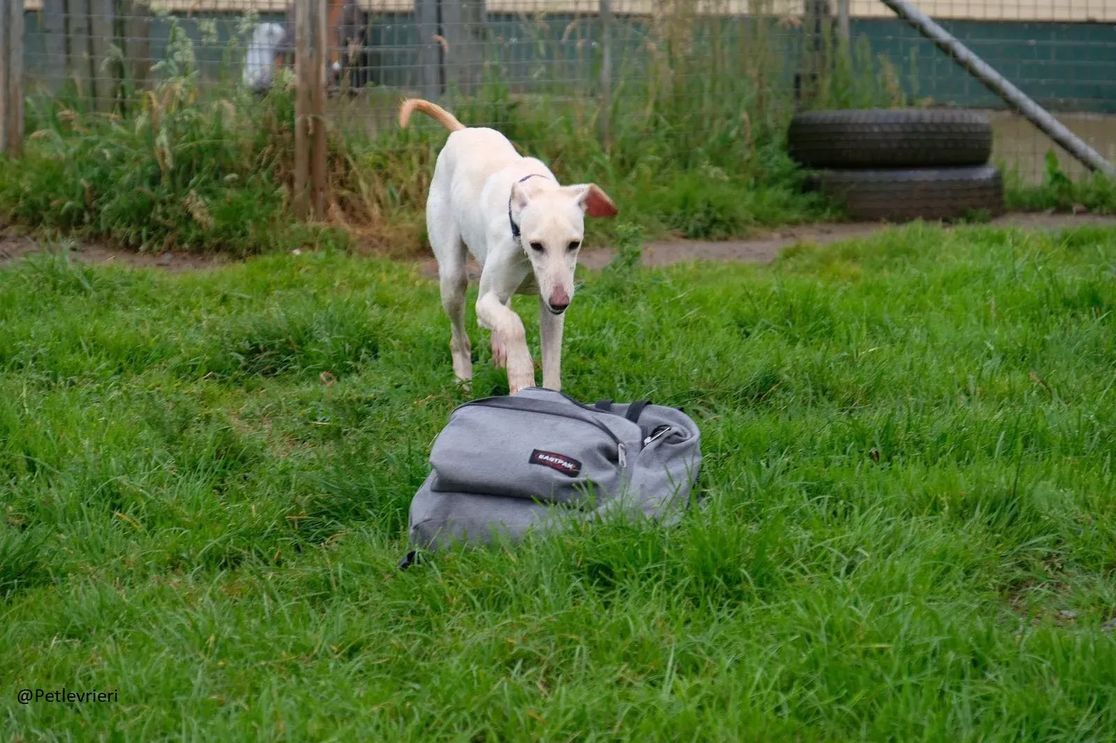 Carly   Lurcher   Adozione Levrieri Law 1