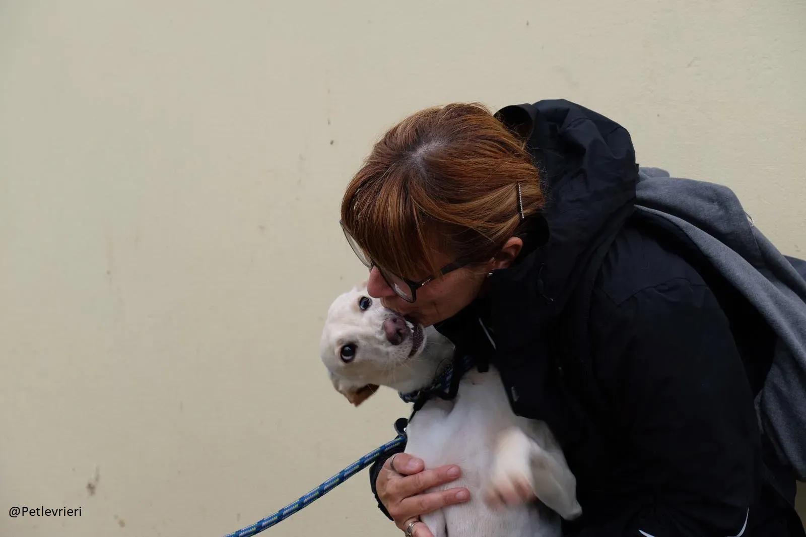 Carly   Lurcher   Adozione Levrieri Law 2