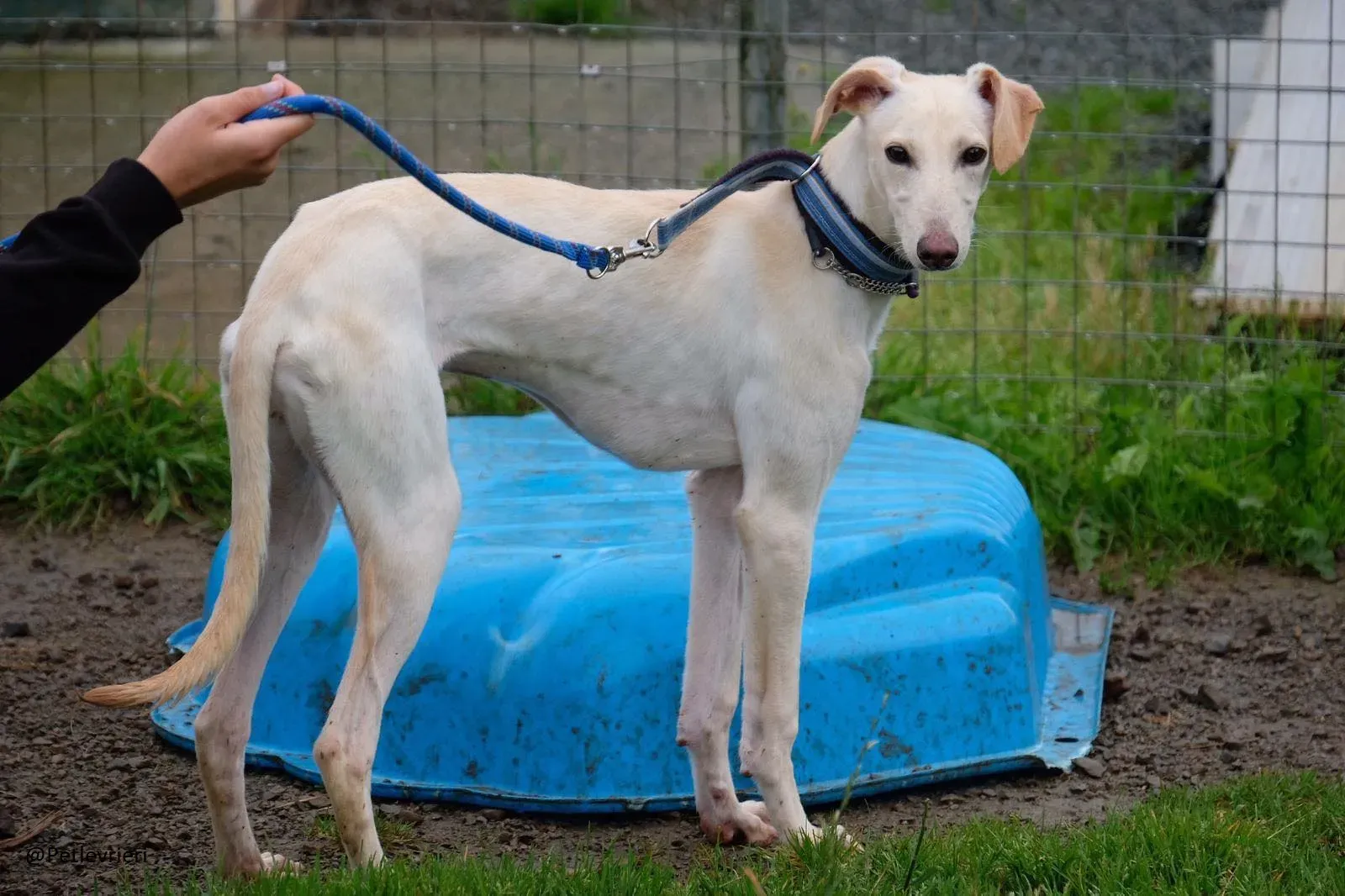 Carly   Lurcher   Adozione Levrieri Law 3