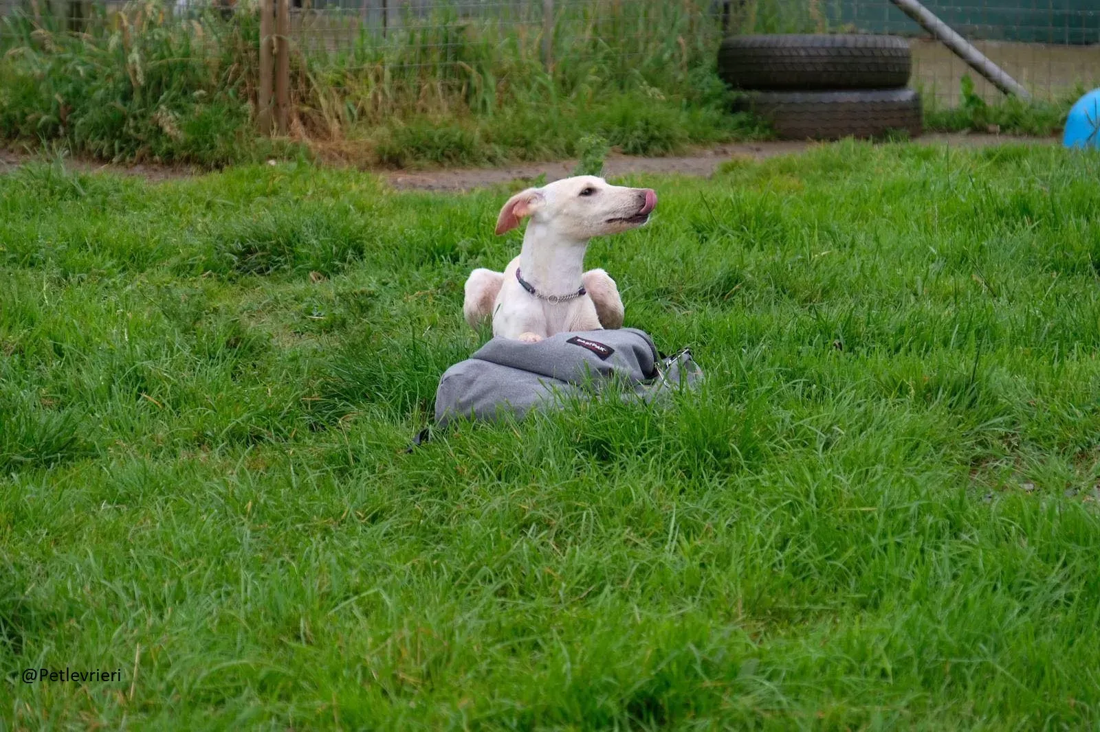 Carly   Lurcher   Adozione Levrieri Law 4