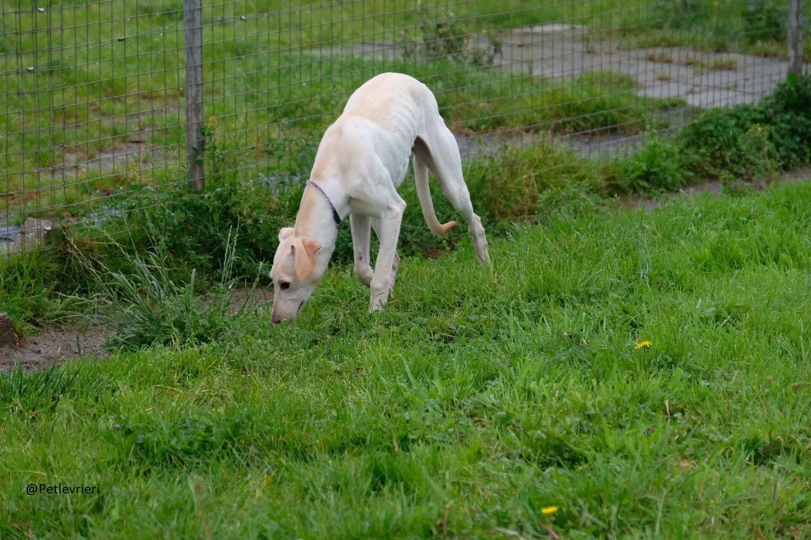 Carly   Lurcher   Adozione Levrieri Law 5