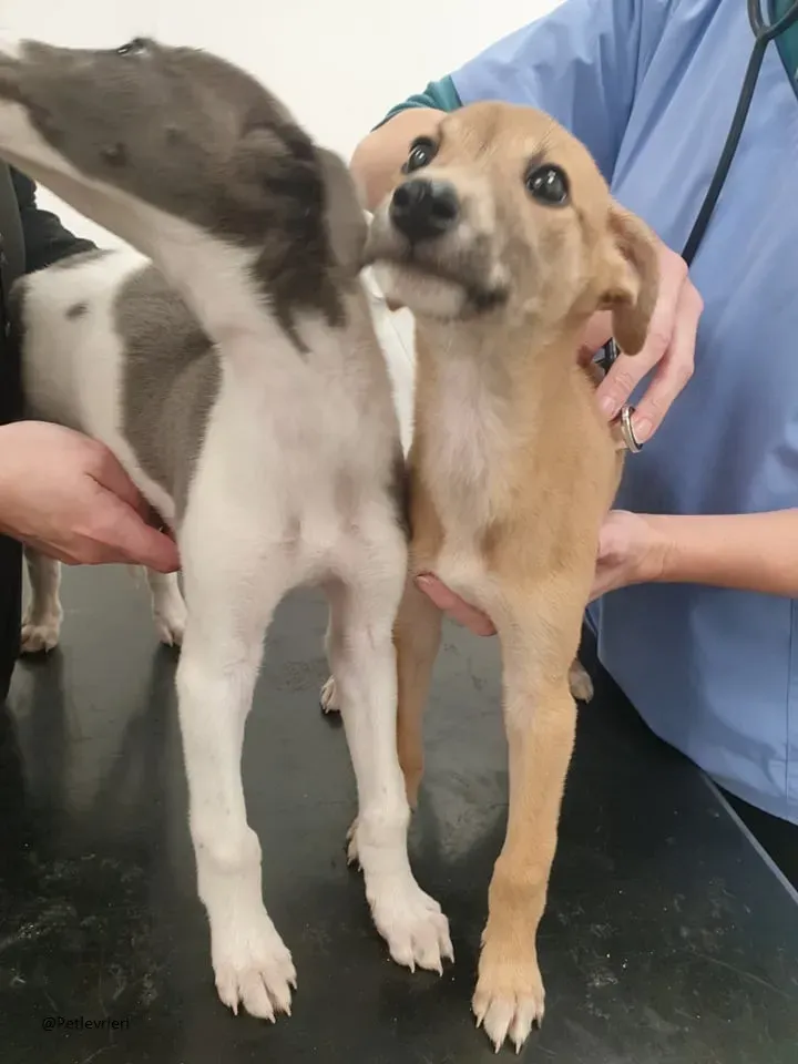 Carmel Greyhound adozionelevrieri pet cuccioli 1