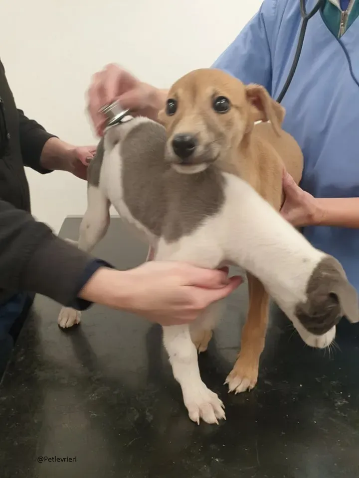 Carmel Greyhound adozionelevrieri pet cuccioli 3