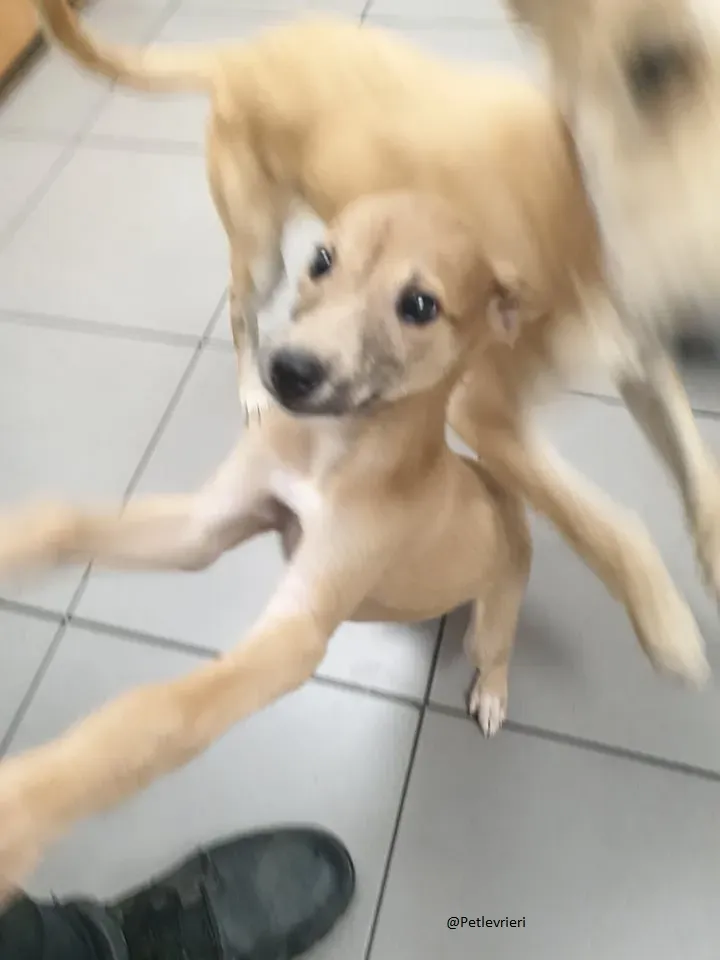 Carmel Greyhound adozionelevrieri pet cuccioli 4