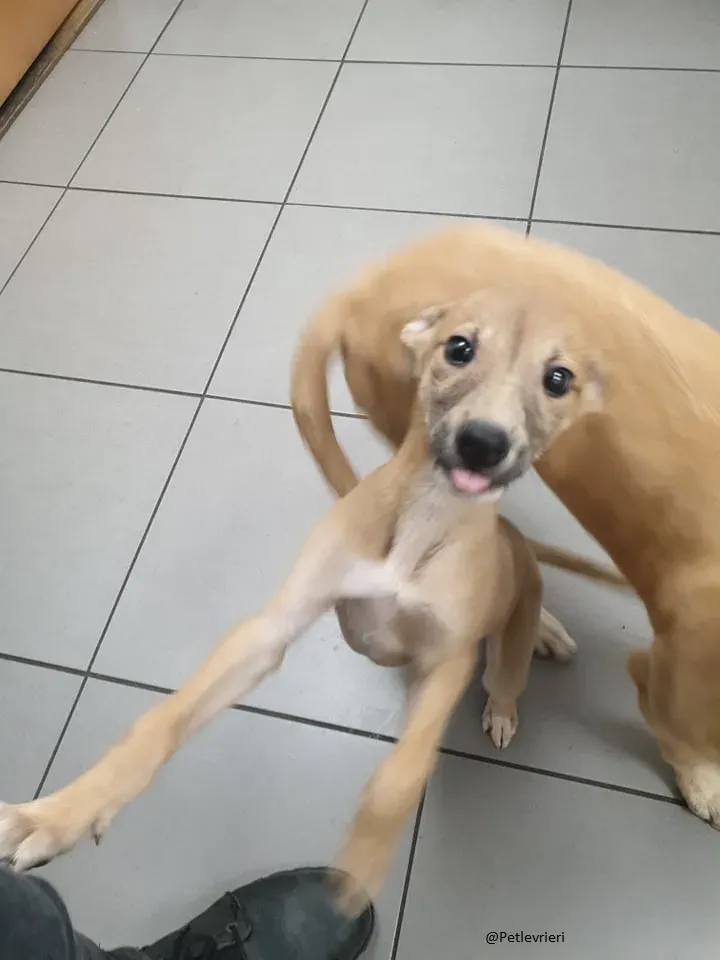 Carmel Greyhound adozionelevrieri pet cuccioli 5