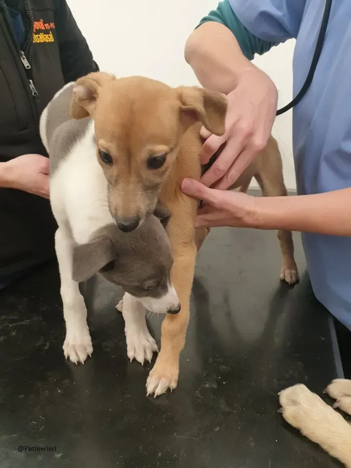 Carmel Greyhound adozionelevrieri pet cuccioli 6