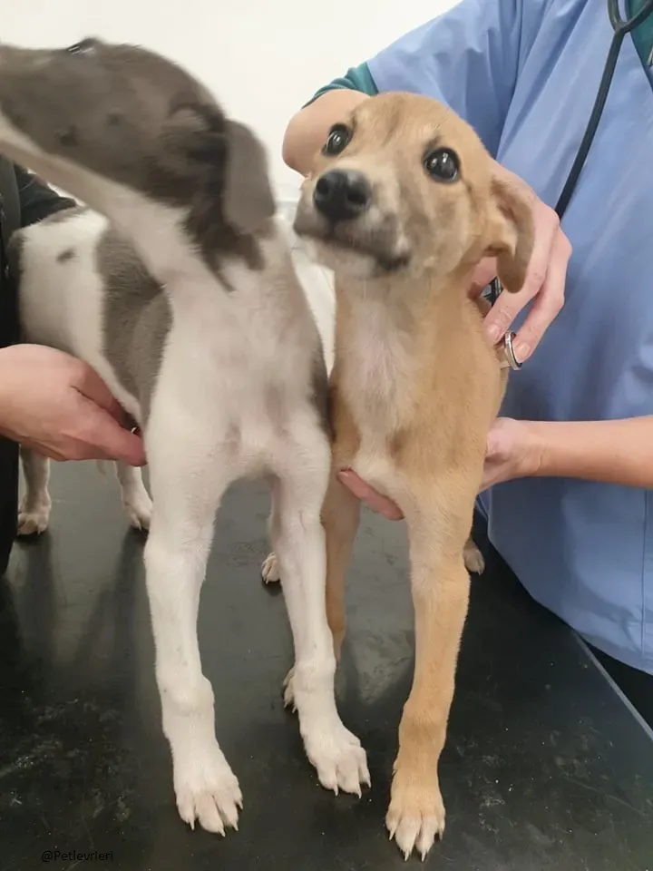 Carmel Greyhound adozionelevrieri pet cuccioli 7