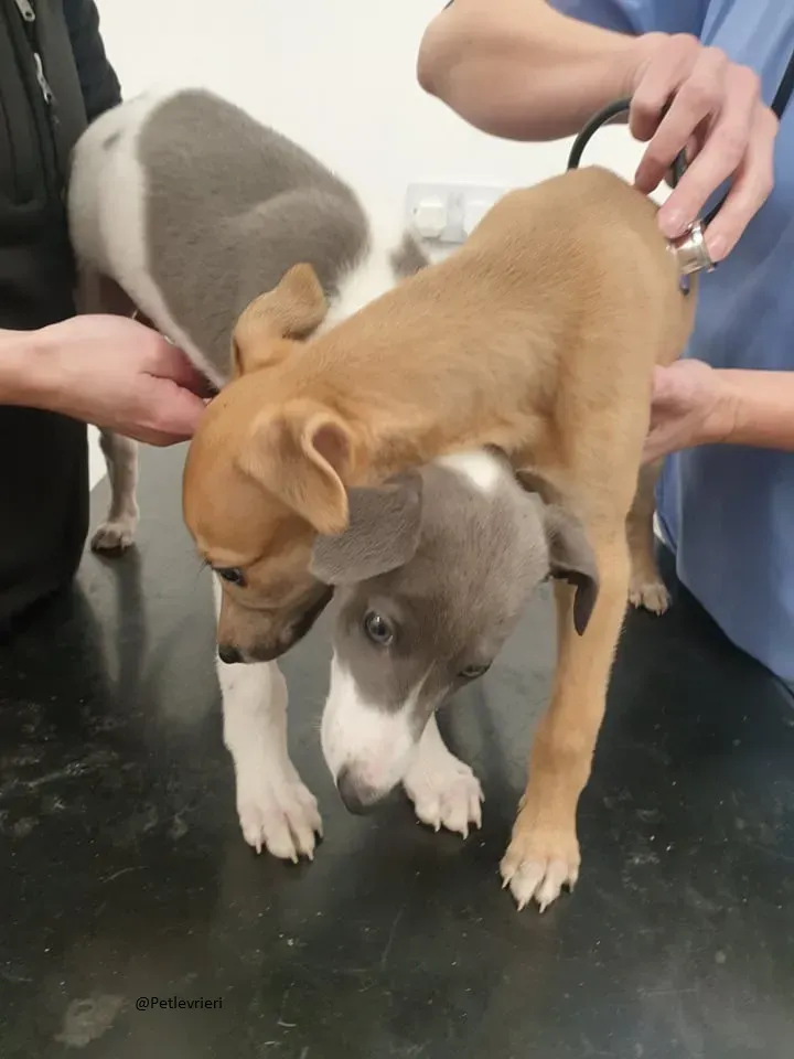 Carmel Greyhound adozionelevrieri pet cuccioli 8