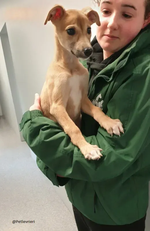 Carmel greyhound lurher adozionelevrieri pet 1