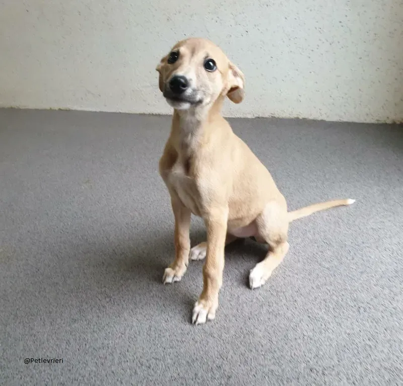 Carmel greyhound lurher adozionelevrieri pet 2