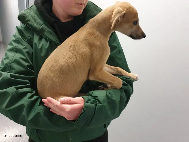 Carmel greyhound lurher adozionelevrieri pet 3