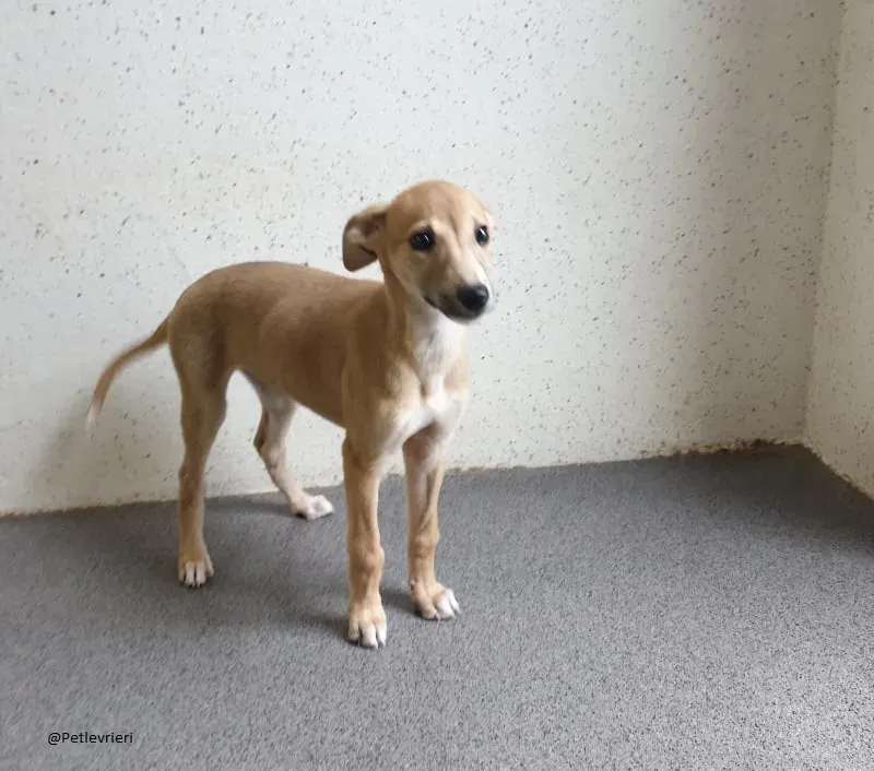 Carmel greyhound lurher adozionelevrieri pet 4