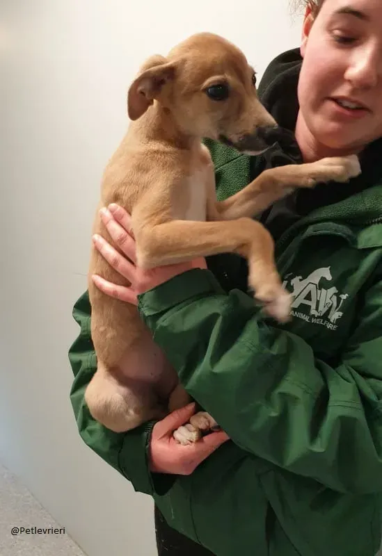 Carmel greyhound lurher adozionelevrieri pet 5